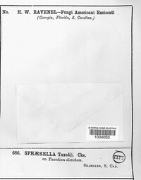 Sphaerella taxodii image
